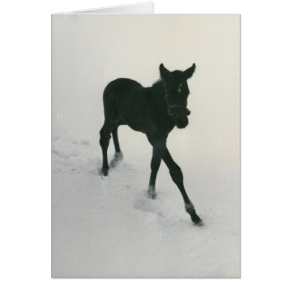 Premières étapes dans la neige