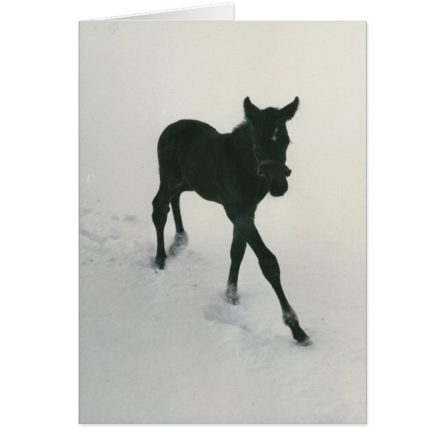 Premières étapes dans la neige (Devant)