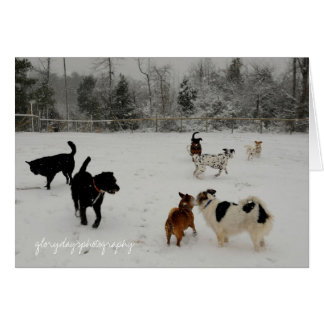 premiers chiens de neige