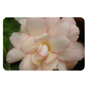 Premium-Magnet für Begonia-Blume Magnet