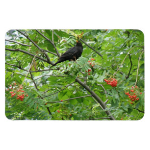 Premium Magnet für Blackbird und Berries