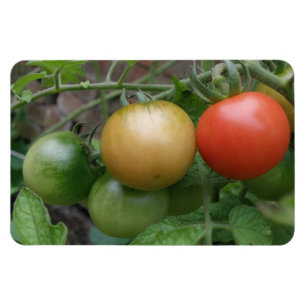Premium-Magnet für leichte Tomaten/Paradeiser Magnet