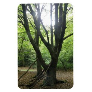 Premium-Magnet für Waldlandsonne Magnet