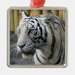 Premium-Ornament White Tiger Silbernes Ornament
