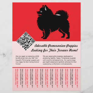 🐾 Premium Pomeranian Welpen jetzt erhältlich rot Flyer