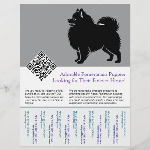 🐾 Premium Pomeranian-Welpen jetzt verfügbar blau Flyer