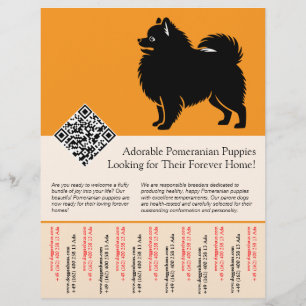 🐾 Premium Pomeranian-Welpen jetzt verfügbar orang Flyer