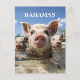 Premium Qualität Bahamas Schwimmende Schweine Exum Postkarte