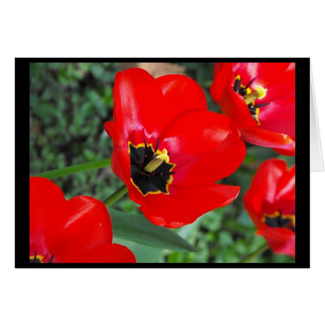 Préparez ainsi pour Spring~1 (Devant horizontal)