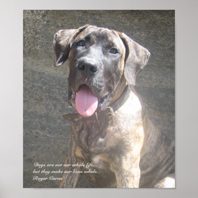 Presa Canario Pup Print Poster (Vorne)