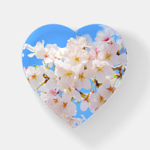 Fleurs de cerisiers au printemps
