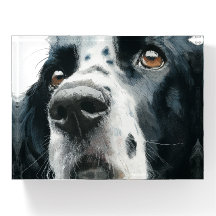 portrait d'English springer spaniel avec ticking