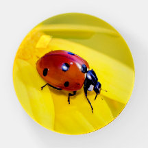 Tiny Red Ladybug sur la fleur jaune vif