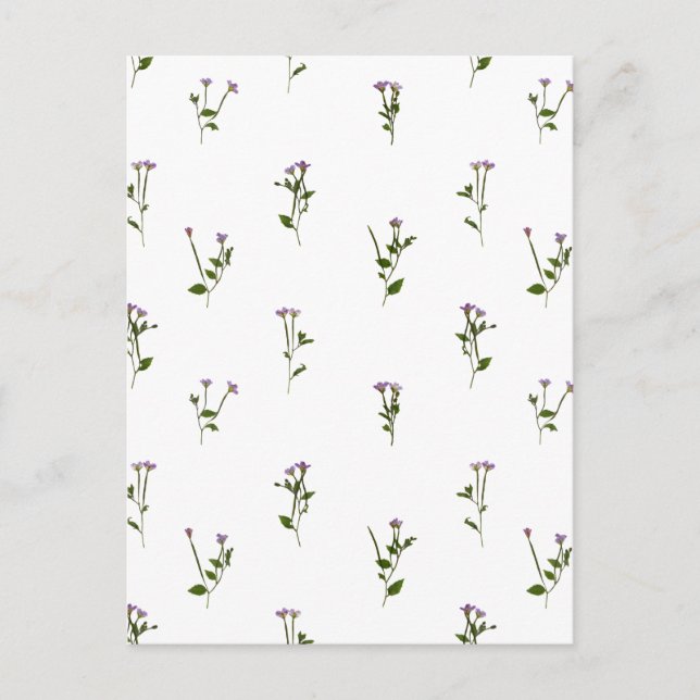 PRESSED BLUME - Chickweed Willoworb - offen Postkarte (Vorderseite)