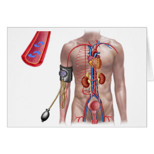 Pression Sanguine Et Système Circulatoire
