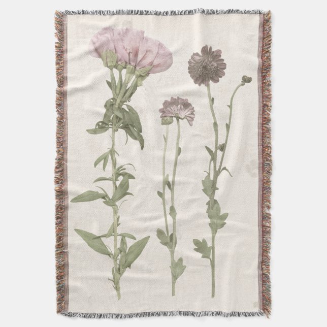 Prestige Blüten - Rosa Decke (Vorderseite Vertikal)