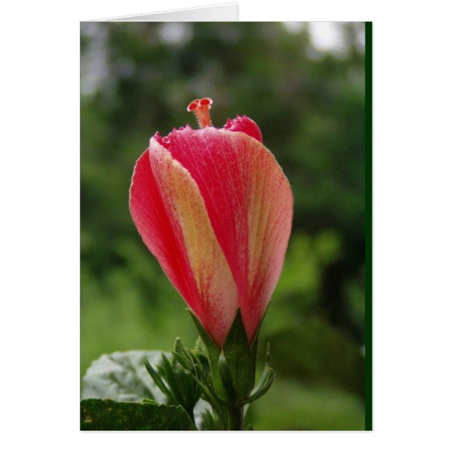 prêt à fleurir (Devant)