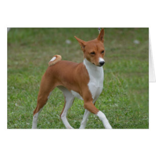 Prêter le chien Basenji