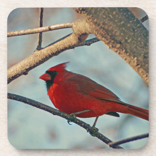 Pretty Boy Male Cardinal Untersetzer