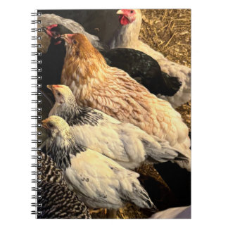 Pretty Chickens Notebook Notizblock