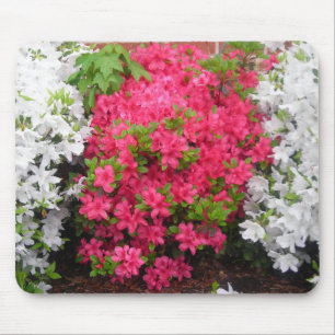 Pretty in pink (and white) Azaleas Mousepad