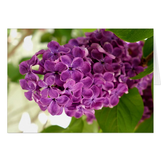 Pretty Lilac (Devant horizontal)