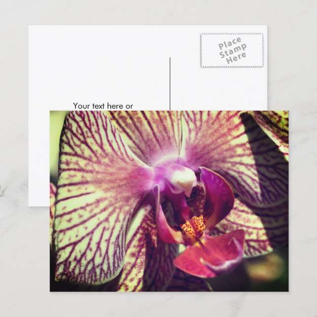 Pretty Orchid Flower Personalized Postkarte (Vorne/Hinten)