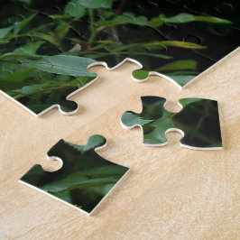 pretty pink and white rose flower bushes. Floral,