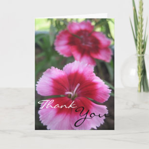 Pretty Pink Dianthus Greeting Card Dankeskarte