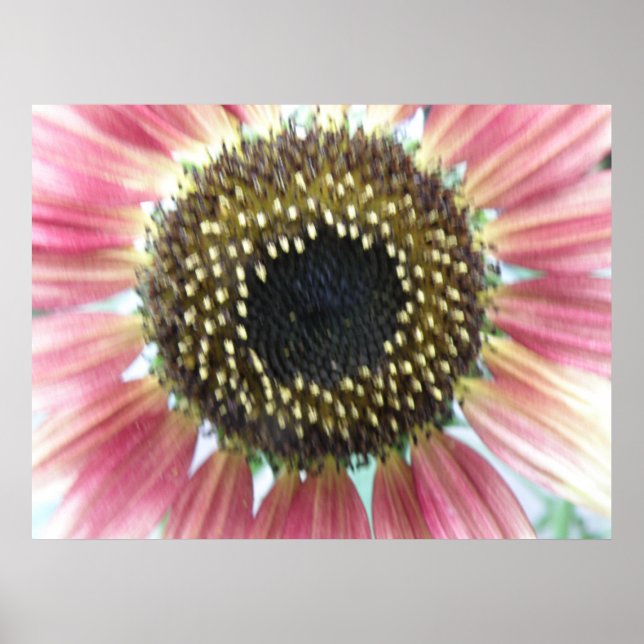 Pretty Pink Sunflower Print Poster (Vorne)