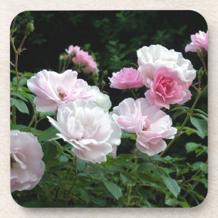Pretty Pink und White Rose Flower Bushes. Floral, Getränkeuntersetzer