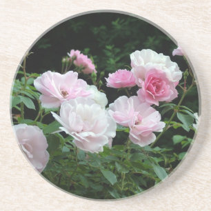 Pretty Pink und White Rose Flower Bushes. Floral, Getränkeuntersetzer
