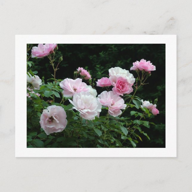 Pretty Pink und White Rose Flower Bushes. Floral, Postkarte (Vorderseite)