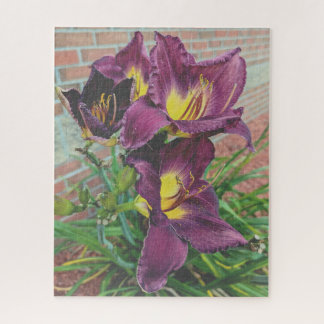 Pretty Purple Burgundy Day Lilies