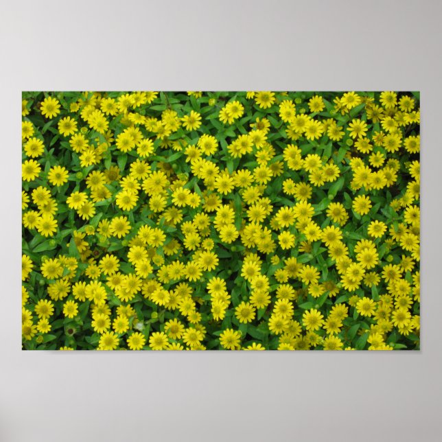 Pretty Small Yellow Flowers Poster (Vorne)