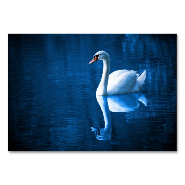 Pretty white swan floating on blue lake tischnummer (Vorderseite)