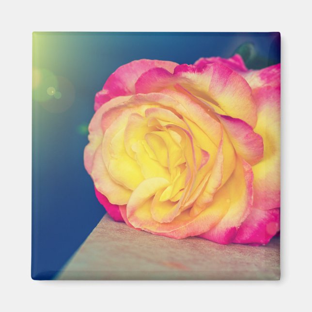 Pretty Yellow Pink Rose In Bloom Magnet (Vorne)