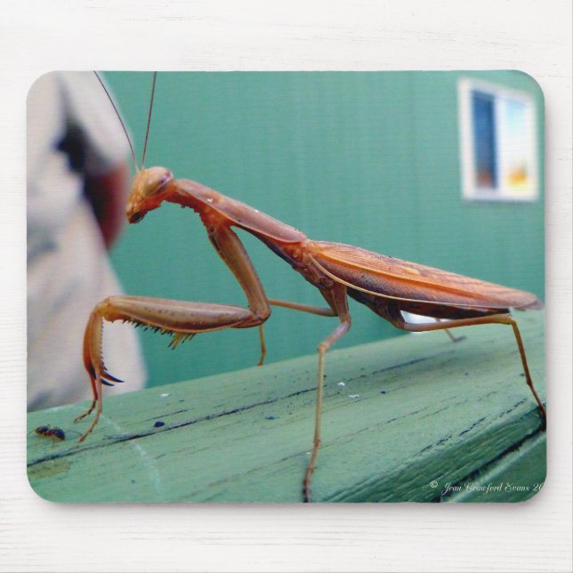 Preying Mantis Mousepad (Vorne)