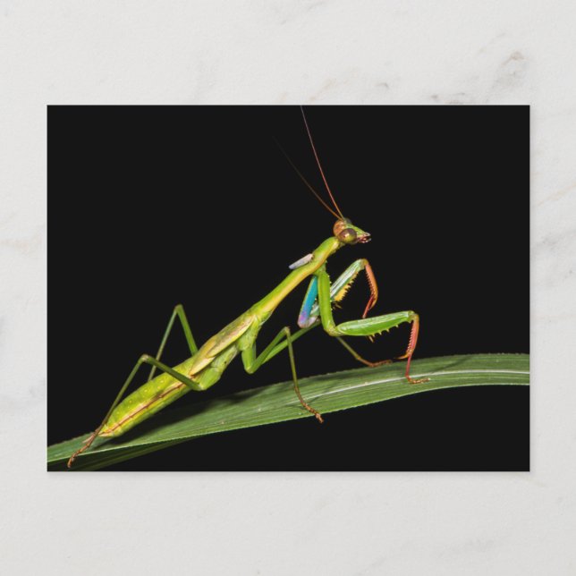 Preying mantis, Odzala, Kokoua National Park Postkarte (Vorderseite)
