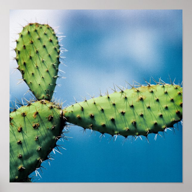 Prickley Cactus Poster (Vorne)
