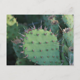 Prickley Pear Pad Postkarte