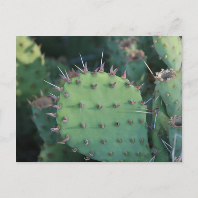 Prickley Pear Pad Postkarte (Vorderseite)