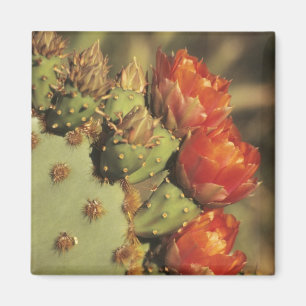 Prickly Birne Kakteen in Blüte, Arizona-Sonora 2 Magnet