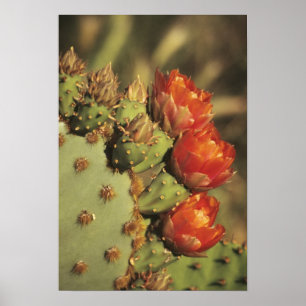 Prickly Birne Kakteen in Blüte, Arizona-Sonora 2 Poster