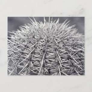Prickly Cactus Sonoran Desert B&W Foto Postkarte