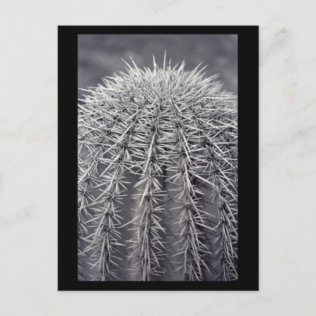 Prickly Cactus Sonoran Desert B&W Foto Postkarten (Vorderseite)