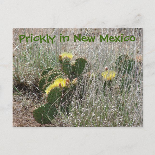 Prickly in New Mexico Postkarte (Vorderseite)