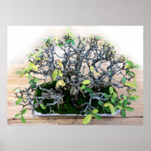 Prickly Japanese Bonsai Tree Foto Poster