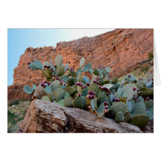 Prickly Pear à Grand Canyon