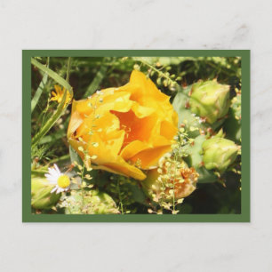 Prickly Pear Cactus Bloom Postkarte